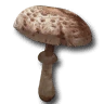MilkyCapMushroom