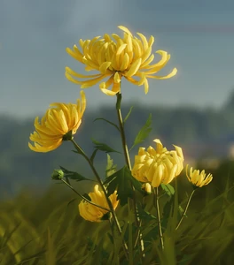 Yellow chrysanthemum