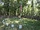 Ball's Bluff
