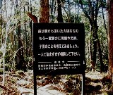 Aokigahara-forest-of-suicides-002