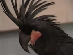 1gwscalypsocloseup.