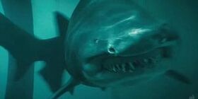 Sharks (Shark Night) | Gigan389 Wiki | Fandom