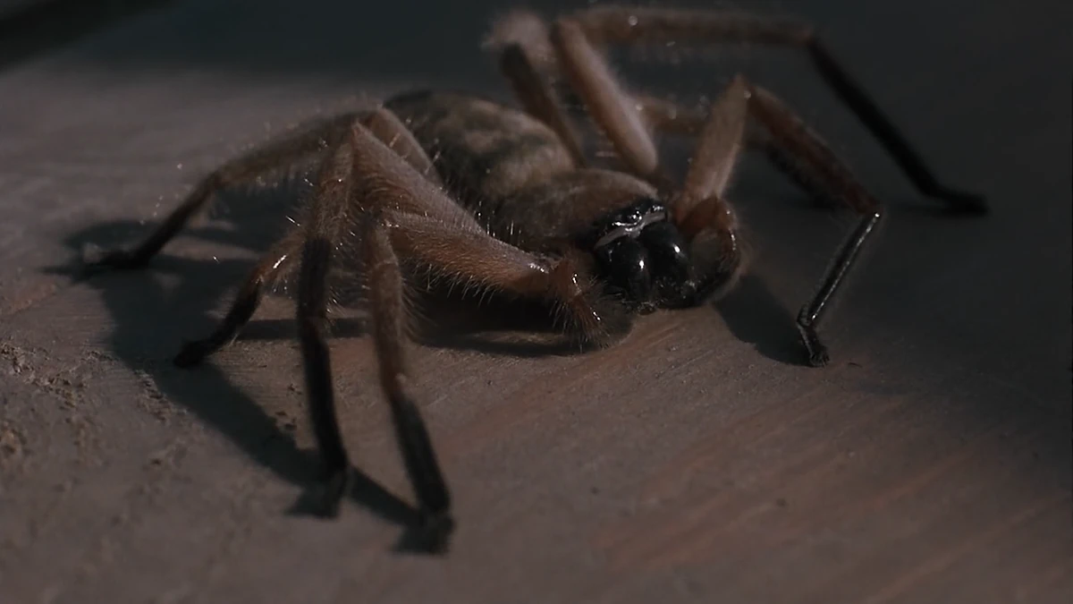Soldier Spiders | Gigan389 Wiki | Fandom