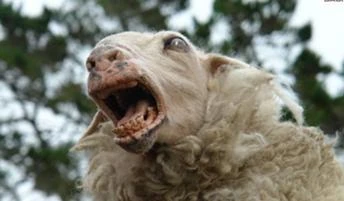 Zombie Sheep (Black Sheep) | Gigan389 Wiki | Fandom