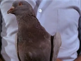 Walter the Pigeon