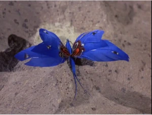 Similar, but not the Pussycat Swallowtail