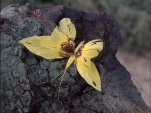 The Pussycat Swallowtail