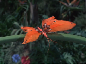 Another Pussycat Swallowtail