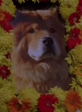 Gilmore girls dog sale