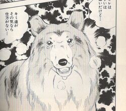 Lassie Gallery Ginga Wiki Fandom