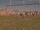 Field