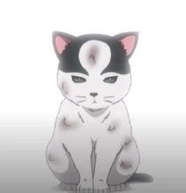 Kitten