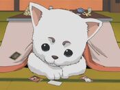 Sadaharu pod kotatsu