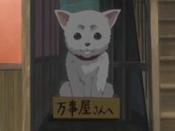 Sadaharu left in front of Yorozuya's apartment in a box in Episode 45