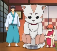 Sadaharu after trimming his fur in Episode 72