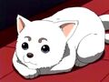 Sadaharu petto