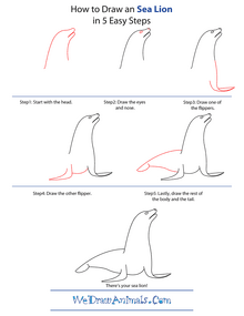 How-to-draw-a-sea-lion-step-by-step