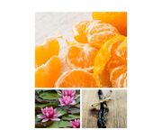Mandarin-mimosa.jpg
