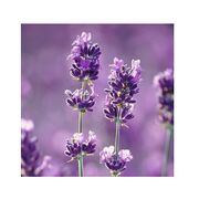 Lavender-and-Aloe.jpg