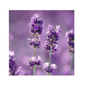 Lavender-and-Aloe.jpg
