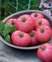 Glaggleland Tomatos