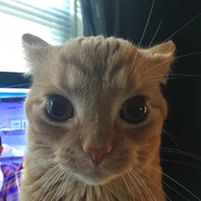 A cat with the same name, said cat functioning similar to a enphosian