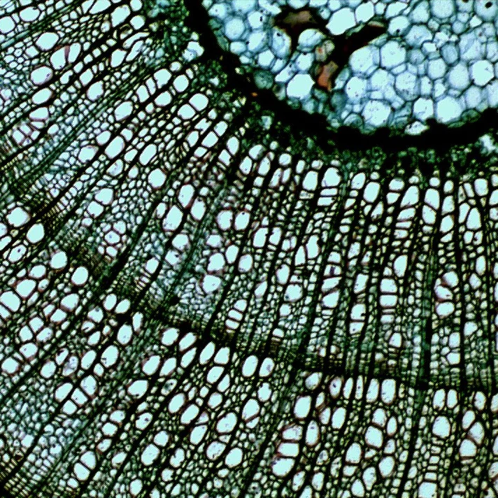 Leaflings (song) Glass Animals Wiki Fandom