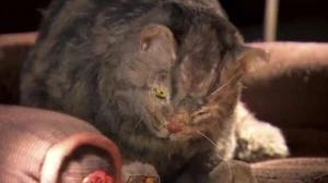 Il finto Lord Tubbington