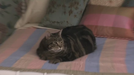 Lord TubbingtonIst in allen Ausgaben dabei