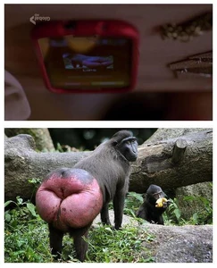 Santana's phone when Sam calls her