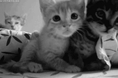 Tumblr lqk6ttkJiX1qd7ljko1 500.gif