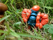 Crayhunter Kullkizer