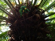 Argen9-plants2.png (651 KB) Reydurra