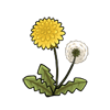 Dandelions