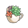 Teacup Succulent