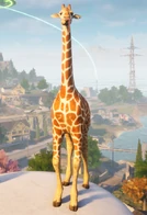 Tall Goat 4