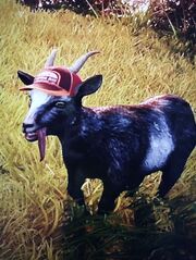 Baseball Cap