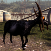 Devil Goat