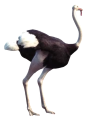 Ostrich-removebg-preview