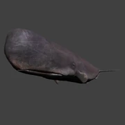 Sperm Whale