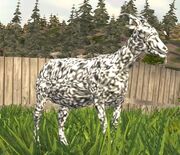 Static Goat.jpg