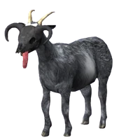 the Goat Queen in Pocket Edition