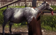 GoodGoat
