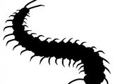 Centipede
