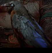 Munnin, Odin's raven