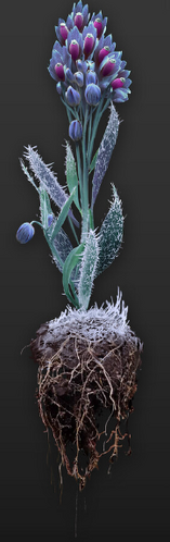 Frostfinger