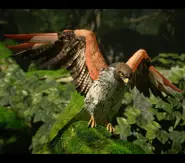 Freya-god-of-bird-v0-maty0ljqujua1.webp (179 KB)