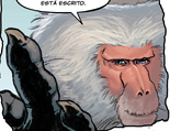 Toth babuino