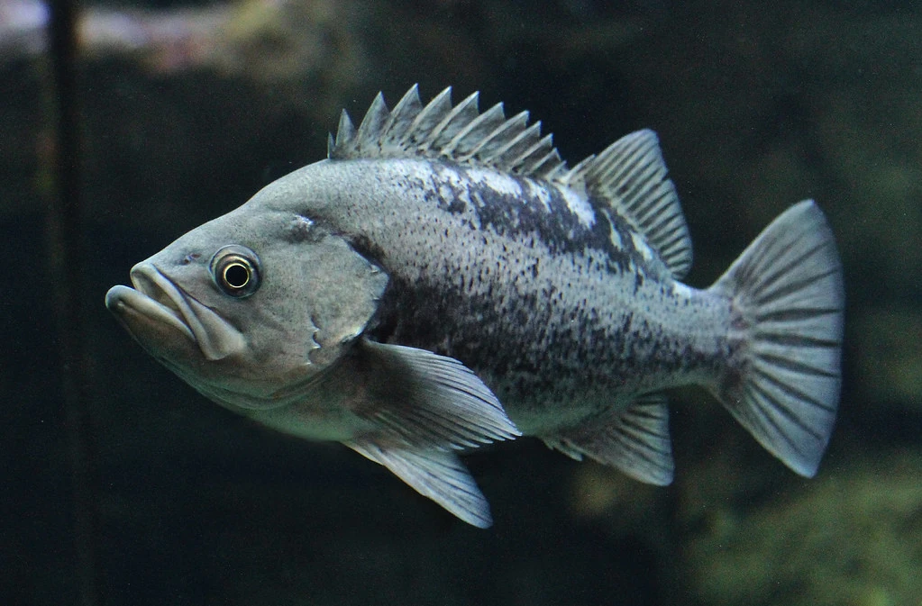 Black Rockfish | Godzilla and friends Wiki | Fandom
