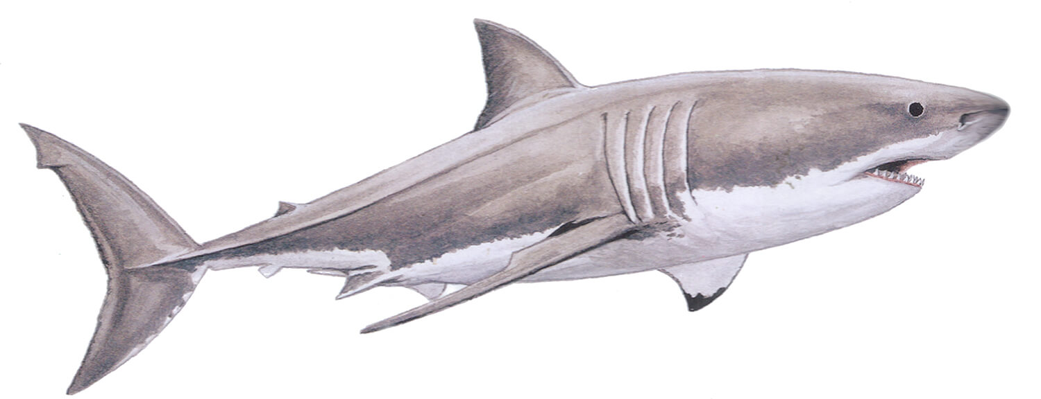 White Shark, Carcharodon carcharias (Linnaeus, 1758) - The Australian Museum